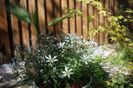 Zephyrantes cu Euphorbia graminea