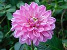 Pink magic