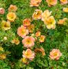 Potentilla-fruticosa-Double-Punch-Peach-