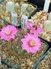 Mammillaria longiflora