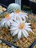 Mammillaria herrerae albiflora