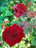 IMG20220912123754