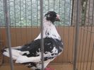 p14 - din M AOC 42 VAS si F baltata pe negru G Cristea