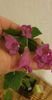 received_498298265103511