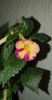 received_449035010525902