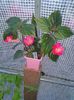 received_508341094455938