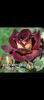 Screenshot_20220914-213215_Gallery