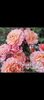 Screenshot_20220914-213322_Gallery