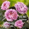 received_585039250037367