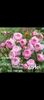 Screenshot_20220826-111137_Gallery
