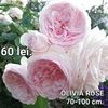 55dadaf33bcd4bc0bcb319c55852750b