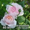 eae42b402f714b8eac19f72ad690ea38