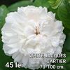 149455a821c2406281d1e5d67ee484c3
