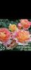 Screenshot_20220823-175235_Gallery