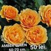 1a23df25d8c74661bea739b3acd563ec
