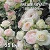 25c6312055604a72a15a0fbade068beb