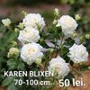 6cc38b8c155a430fb0f847984bd18d22