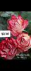 Screenshot_20220820-222352_Gallery