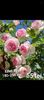 Screenshot_20220820-213345_Gallery
