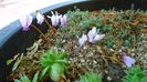 1 sept. 2022 - Cyclamen hederifolium (Italia)