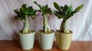 Grup de 3 Adenium obesum