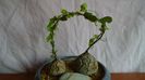 Dioscorea elephantipes, Africa de Sud