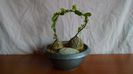 Vandute - Dioscorea elephantipes, 2 exemplare, 150 lei