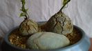 Dioscorea elephantipes, 2 exemplare, 150 lei