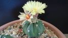 Astrophytum asterias cv. Ooibo Kabuto