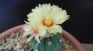 Astrophytum asterias cv. Ooibo Kabuto