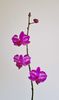 Purple Gem 'Miki Leopard'
