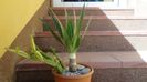 Dracaena draco & Cissus quadrangularis