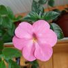 Jay Dee Pink