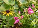 Penstemon Harlequin Magenta și Rudbeckia Sun Ka Ching