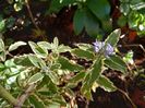 Caryopteris White Surprise