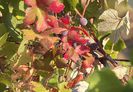 w-Vine toamna-Autumn is coming