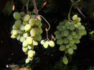 w-Struguri-Grapes 02