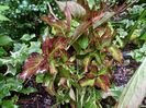 Hortensia macr. Miss Saori