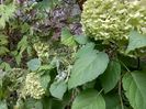 Hortensia arb. Incrediball