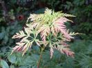 Acer Seiryu
