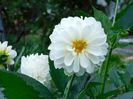 Boom boom white