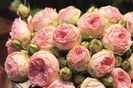 Lovely Rokoko®00