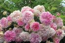 Pink Ghislaine de Feligonde®