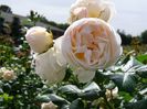 Uetersener Klosterrose ®