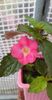 received_1527310347718342