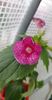 received_502505734738645