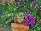 Aster ericoides Snow Flurry