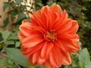 Dalia "Orange Pigmy"