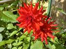 Dalia "Red Pigmy"