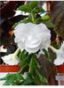 White Englisch Rose poză net!